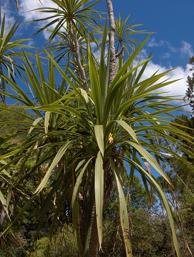 کوردیلین بنکسی / کوردیلین جنگلی